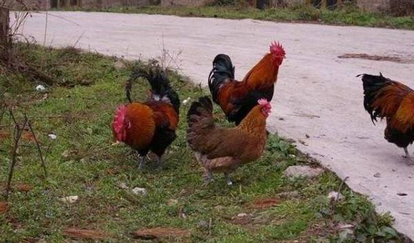 С��������Ͷ�ʳɱ����������_����