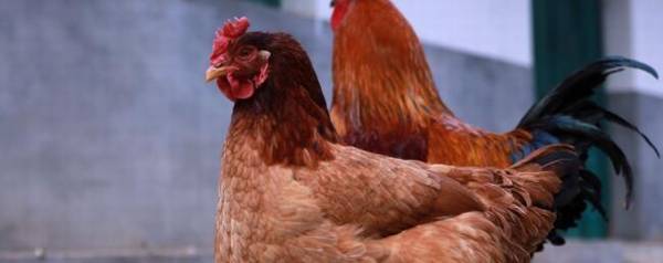�������⼦������_��ֳ�ʴ�