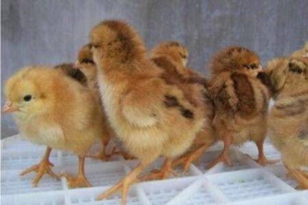 ���Ǽ���ι����Ҫע����Щ����_����
