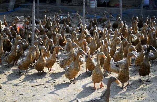 ��Ѽ�����ǵ���10��ԭ��_��Ѽ