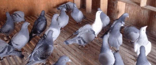 �Ÿ밵����ʲô��˼_��ֳ�ʴ�