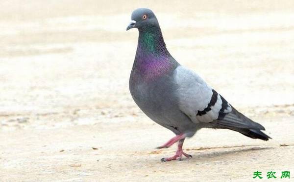 ���Ʒ����ôѡ�����Ʒ�ֵ�ѡ����_����