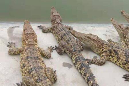 �����ǲ�����Ѫ���_����