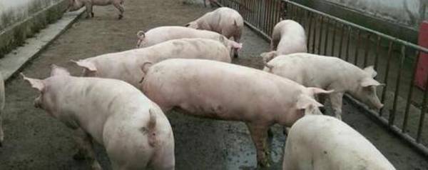 ���Ὠ���һ�����_��ֳ�ʴ�