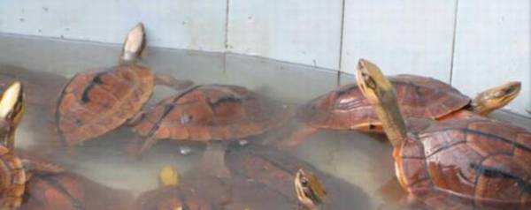 ��Ǯ��ÿ��ɹ���೤ʱ��_��ֳ�ʴ�