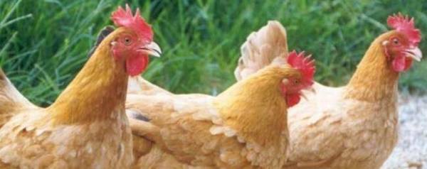 ���Ƽ��ǲ����ٳɼ������Ƽ��ǲ��Ǽ��ؼ�_��ֳ�ʴ�