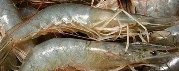 ��Ϻ��ƤƤϺ��ʲô����_��ֳ�ʴ�