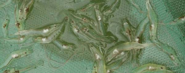 �����׶�Ϻ�����쿪ʼ����_��Ϻ