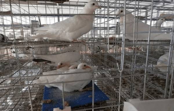 ������ֳ���ճ�ע������_����