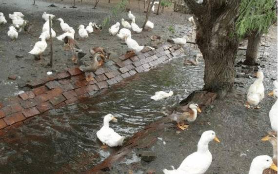 ��Ѽһ��ι���Σ�Ѽ��һ�����ι����_��Ѽ