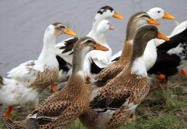 ��Ѽ�»��ε�����Ҫԭ��_��Ѽ