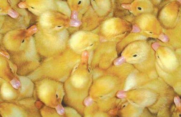 Ѽ�Ӹ�ð֢״�����Ʒ���_��Ѽ