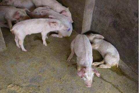 һ������Ż�¸�к��ˮ��������Ҫ������_��ֳ�ʴ�