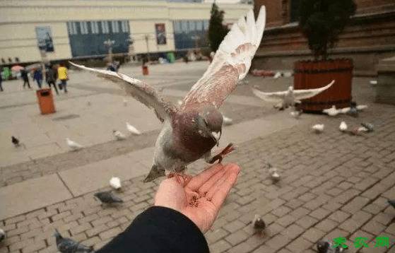 ι���������ţ��Ĵ�ι�뷽����һ��_����