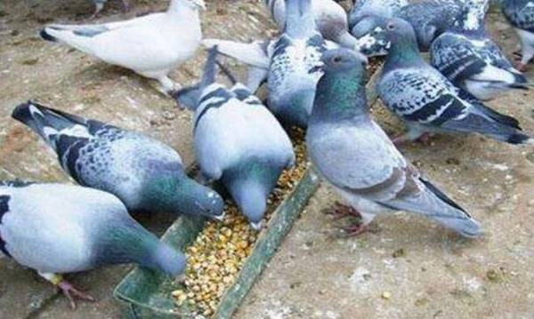 ������ֳ���Ľ���Ҫ��_����