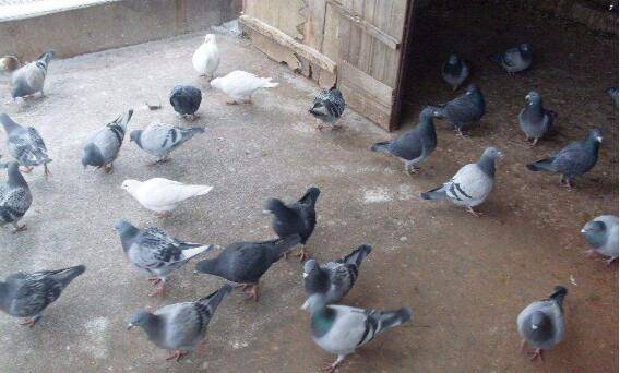 ������ֳ���Ľ���Ҫ��_����