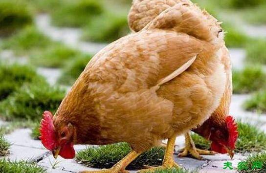 �����Ƽ�Ҫ����ˮ������������֤ˮ�ֳ���_����