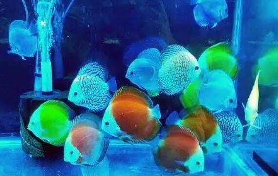 ���߲���������ô��ˮ�����߲������㻻ˮǰ�ȳ���_����