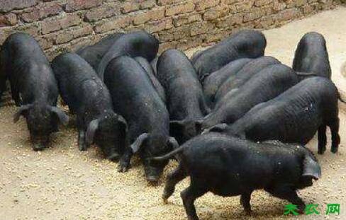 �齭�����Ĳ��طֲ�_������ֳ