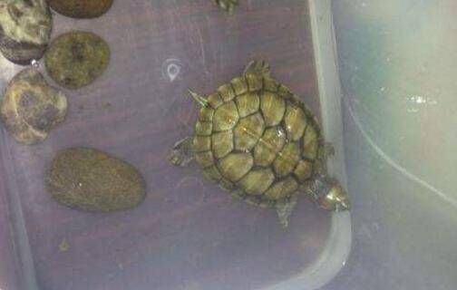 ��������ô������ѡ������ļ���ԭ��_��ֳ�ʴ�