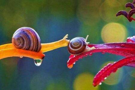 ��ţϲ����ʲôʳ��_��ֳ�ʴ�