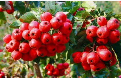 ���װٿ�֮ɽ�