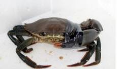 ���װٿ�֮��з��Ӫ����ֵ