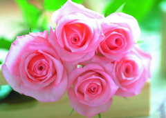 õ�廨��Ӫ����ֵ