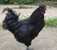 ���װٿ�:�ڼ�