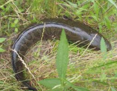 ʳ�Ľ���֮����