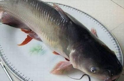 ʳ�Ľ���֮��ͷ��