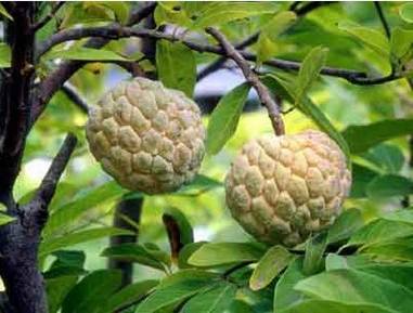 ����֦���ܼ�Ӫ����ֵ