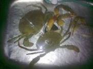 �������з