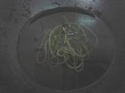 �������Ӻ�����׹�