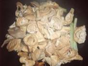 �����շʳ�