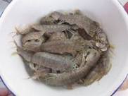 ����Ϻ��