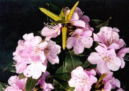 DIY�ļ����������ⶾ��