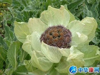 ��ɽѩ����