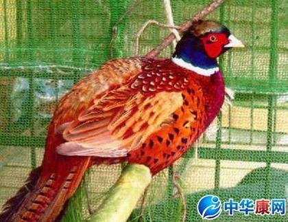 �����߲�ɽ��