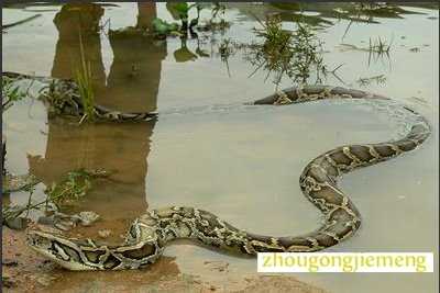 �μ�����