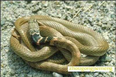 �μ�����