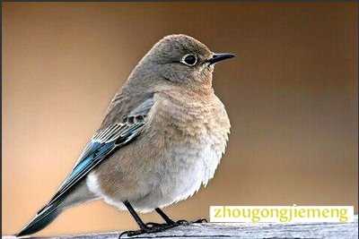 �μ�����