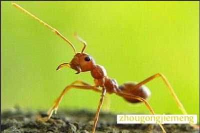 �μ�����