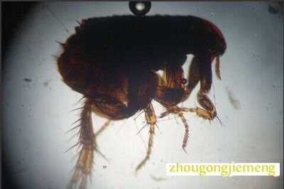 �μ�����