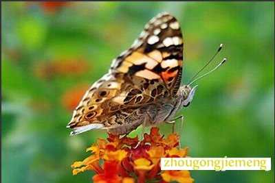 �μ�����