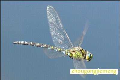 �μ�����