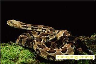 �μ�������