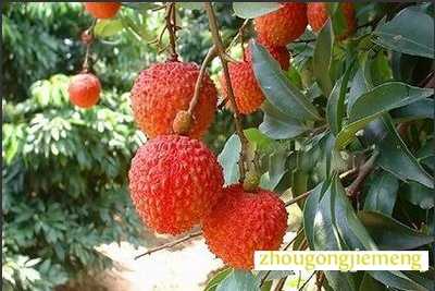 �μ���֦