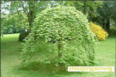 �μ�����