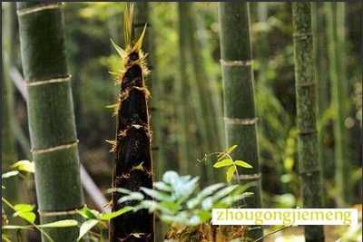 �μ����� ë��